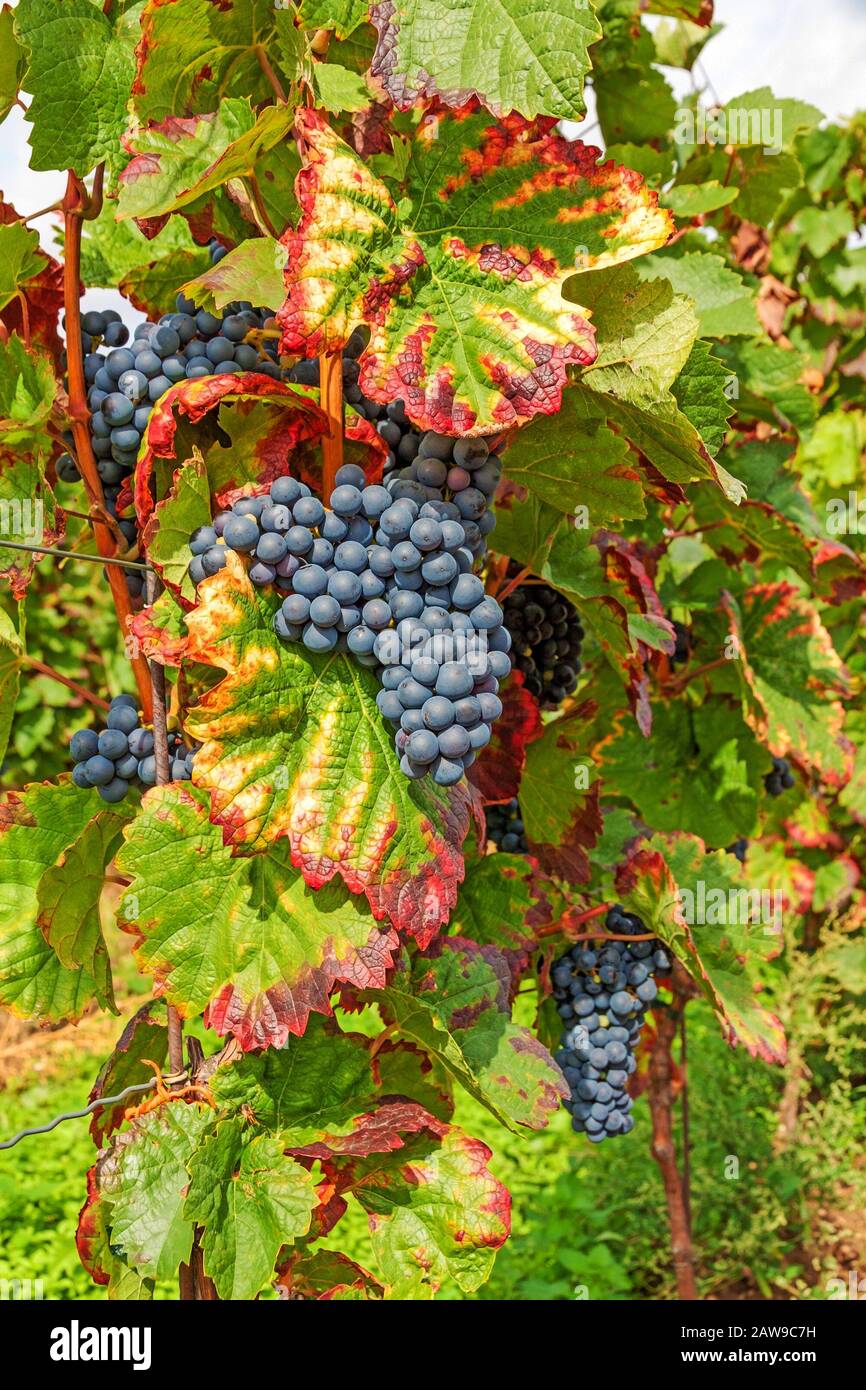 Red ripe vine grapes in vineyard before harvest Stock Photo - Alamy