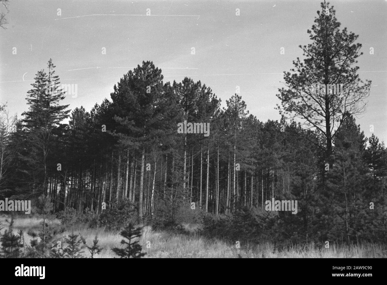 pinussoorten clean horst, Pinus nigra var austriaca Date: undated Location: Wells Keywords: pinussoorten Person Name: Pinus nigra var austriaca clean horst Stock Photo