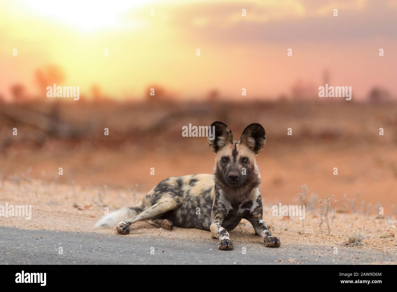 African wild dog, painted wolf portrait at sunset in the wilderness of Africa Stock Photo