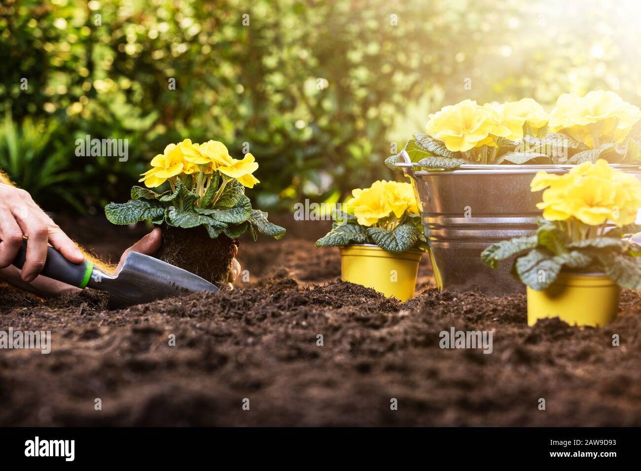 Farmer's Hand Planting Flowers In Soil In Garden Stock Photo Alamy