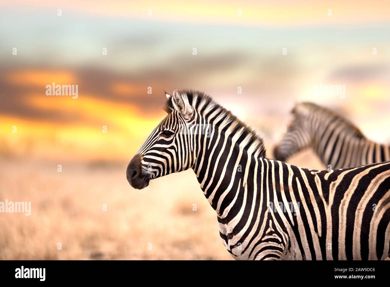 Zebras during sunset in Africa Stock Photo