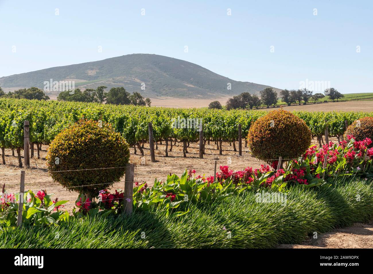 Durbanville, Cape Town, South Africa. Dec 2019. Grapes on vines in the Durbanville wine growing region close to Cape Town, South Africa Stock Photo