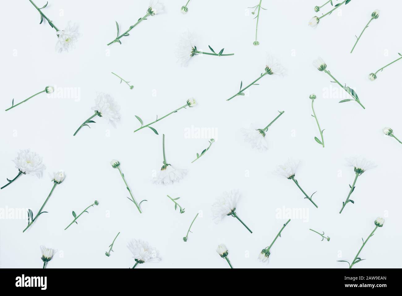 Pattern of small fresh spring flowers with green stems on white background, flat lay. Stock Photo