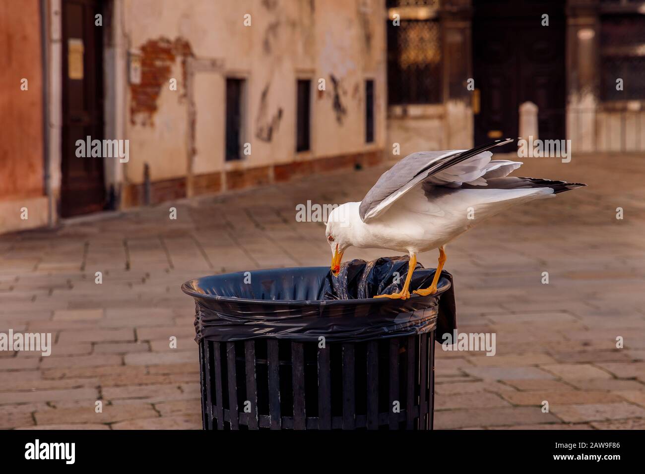 Sea gull rummaging in dustbin and pulls out plastic bag. Concept pollution environment, asphyxiation of animals from human waste. Stock Photo
