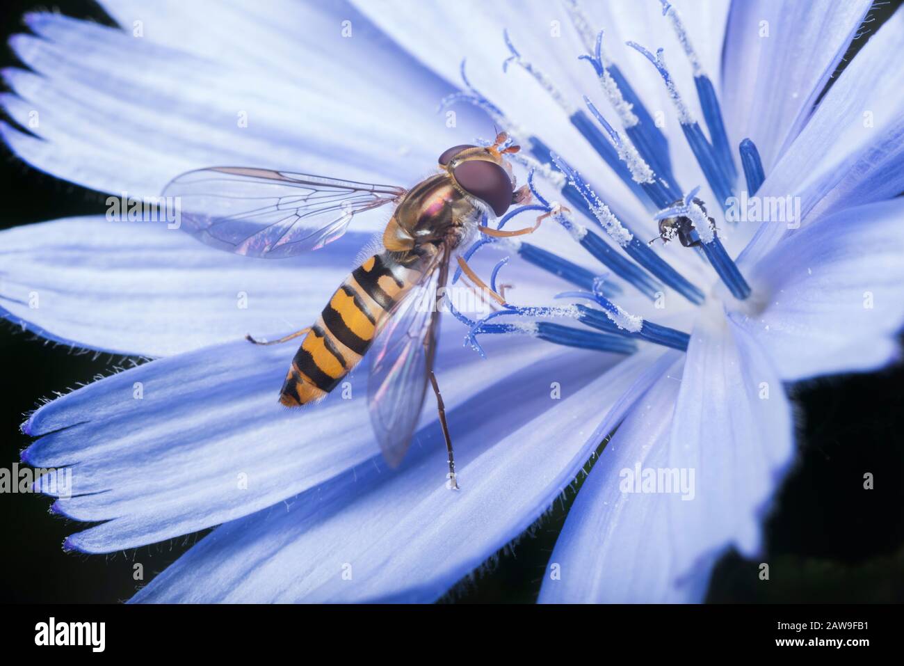 Hoverfly on a chicory flower in an English physic garden, England Stock Photo