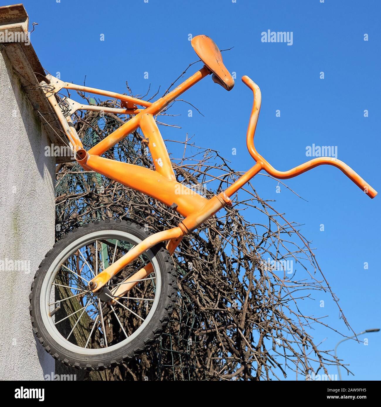 Orange bicycle hanging vertically from an outside wall of a building, near a shrub. Southern suburbs of Milan, Italy Stock Photo