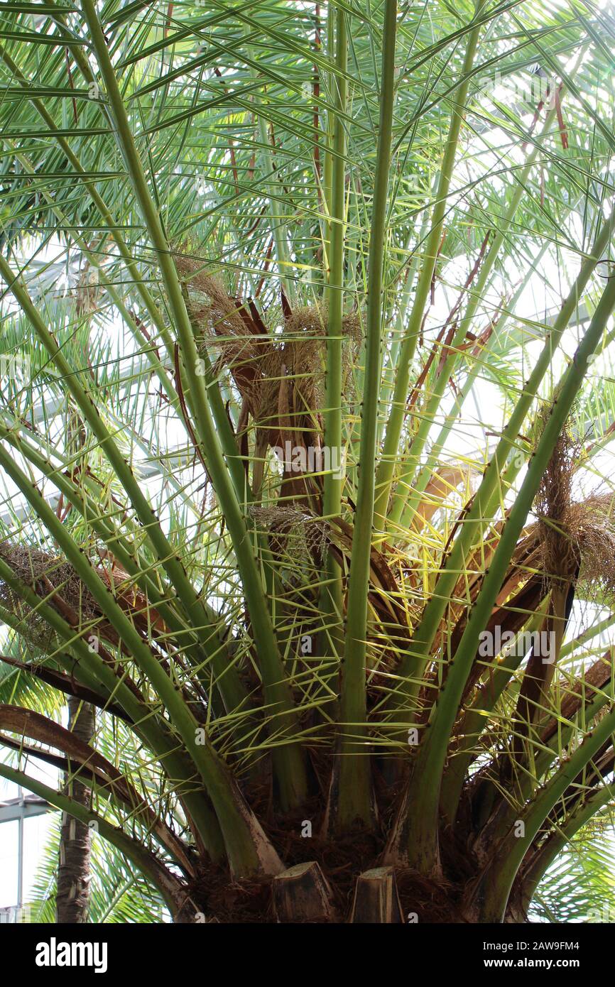 Close up of the arching pinnate fronds with new leaves beginning to
