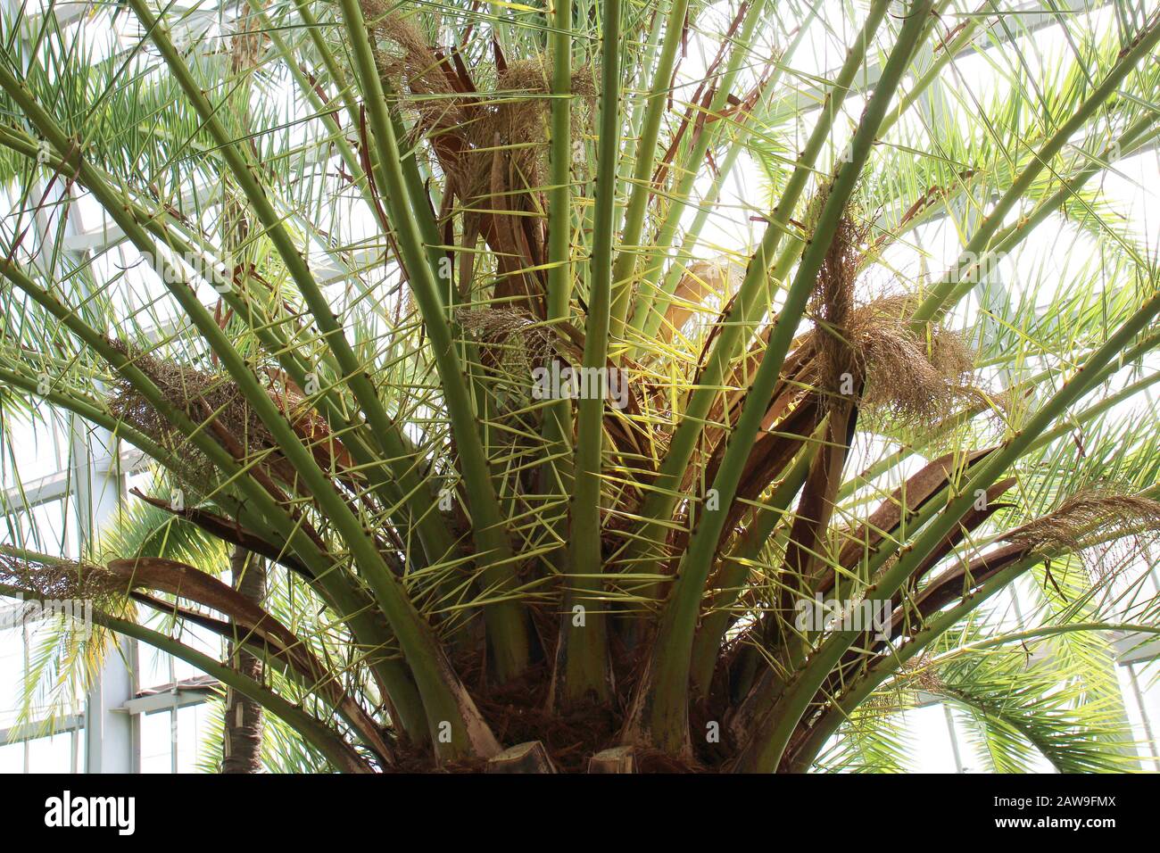 Close up of the arching pinnate fronds with new leaves beginning to unfurl of a Canary Island Thatch Palm growing in a conservatory Stock Photo
