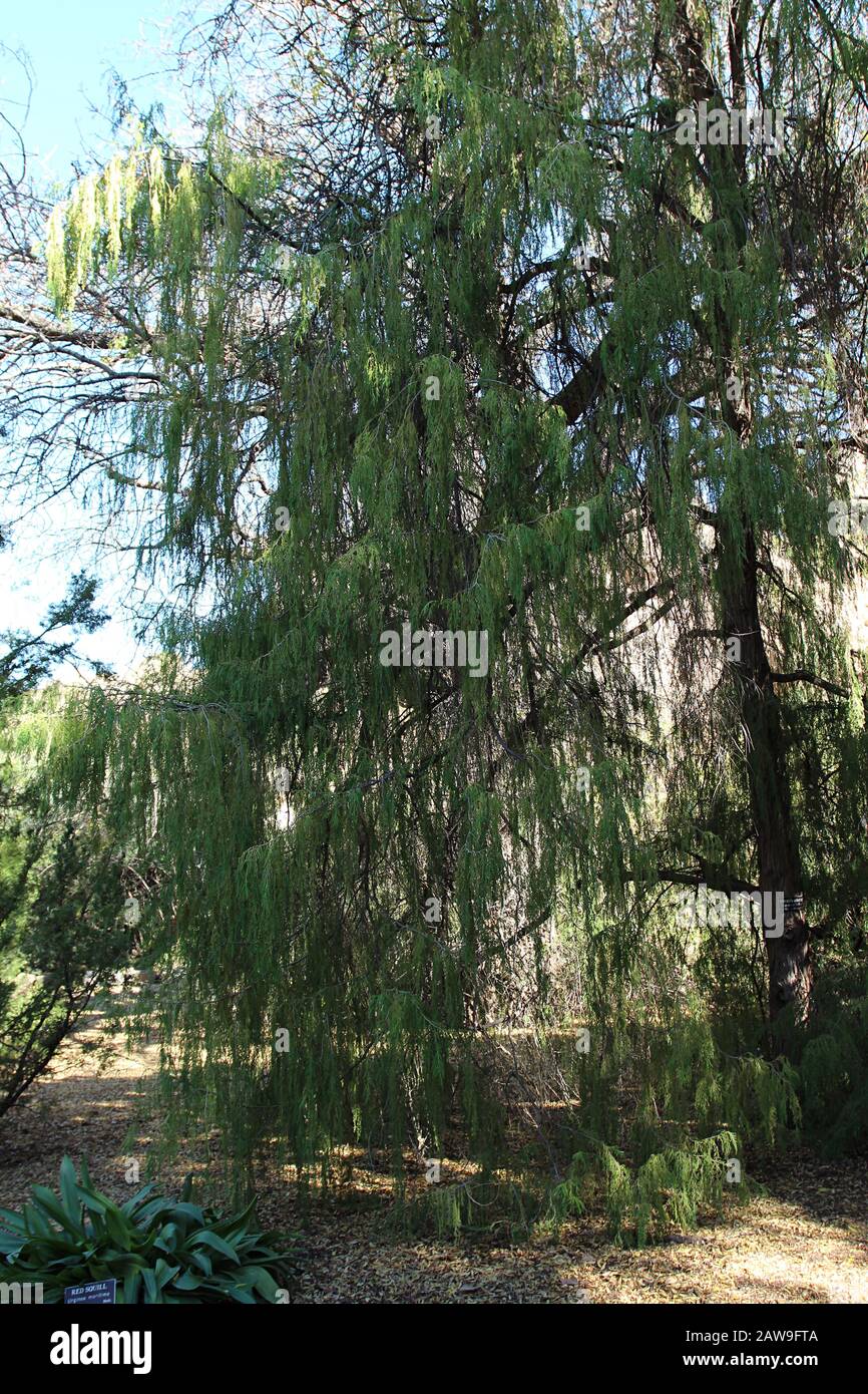 A tall, weeping, evergreen tree in Superior, Arizona, USA Stock Photo