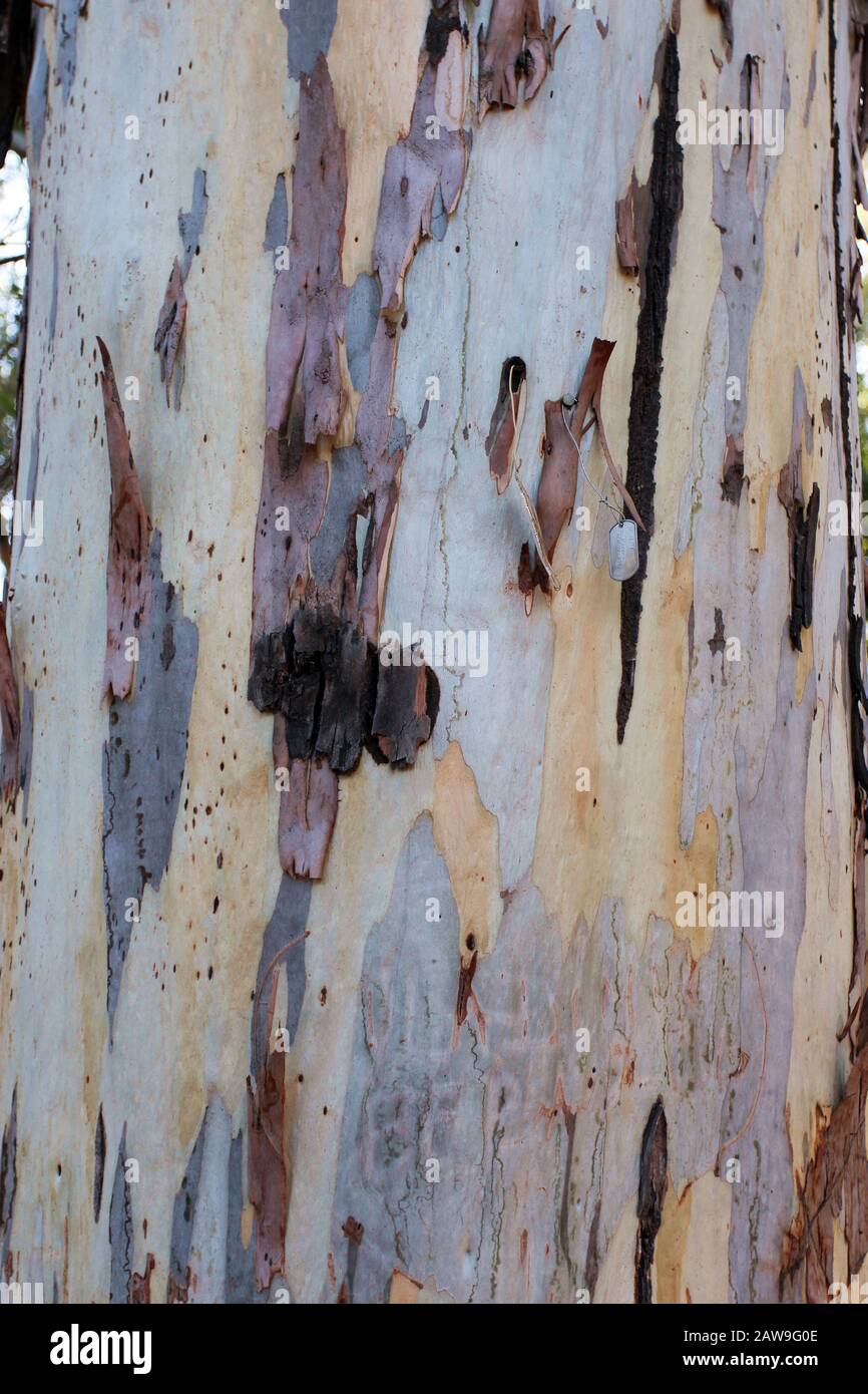Close up of the bark of a River Red Gum tree, Eucalyptus camaldulensis
