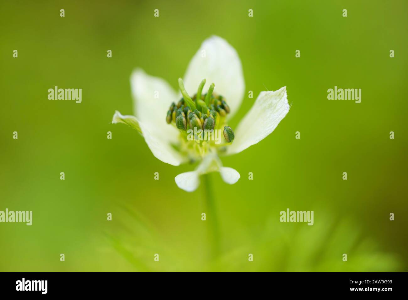Black cumin flower hires stock photography and images Alamy