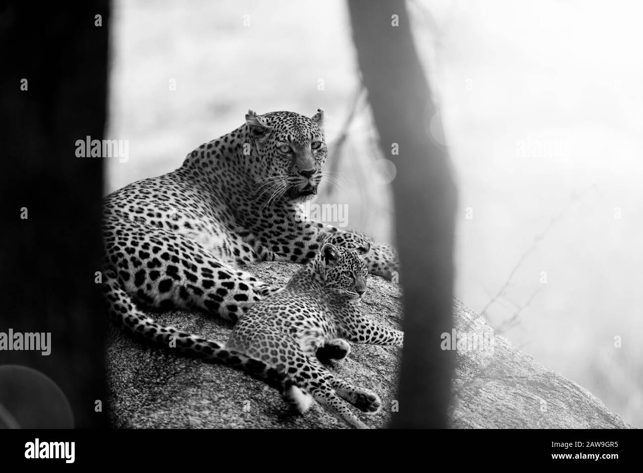 Leopard cub portrait in the wilderness of Africa Stock Photo
