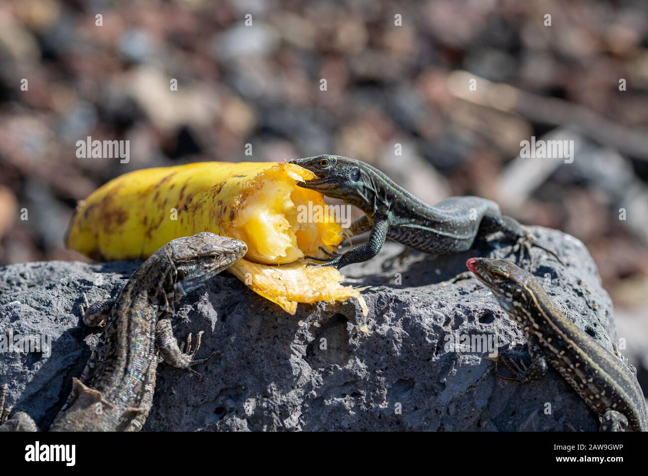 La Palma wall lizards (gallotia galloti palmae) eating discarded banana