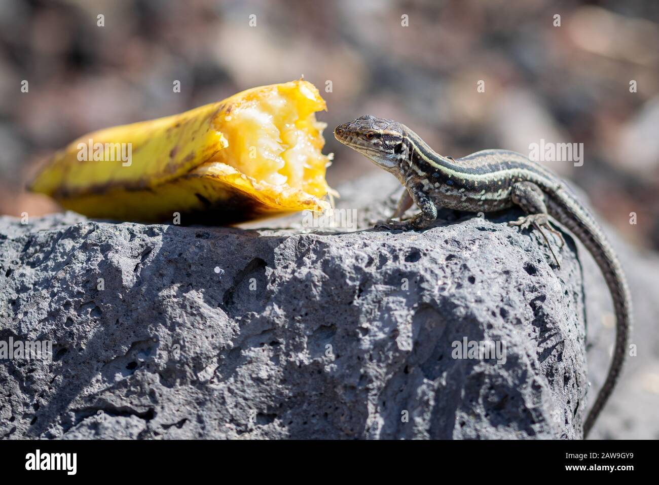 La Palma wall lizards (gallotia galloti palmae) eating discarded banana on volcanic rock. The