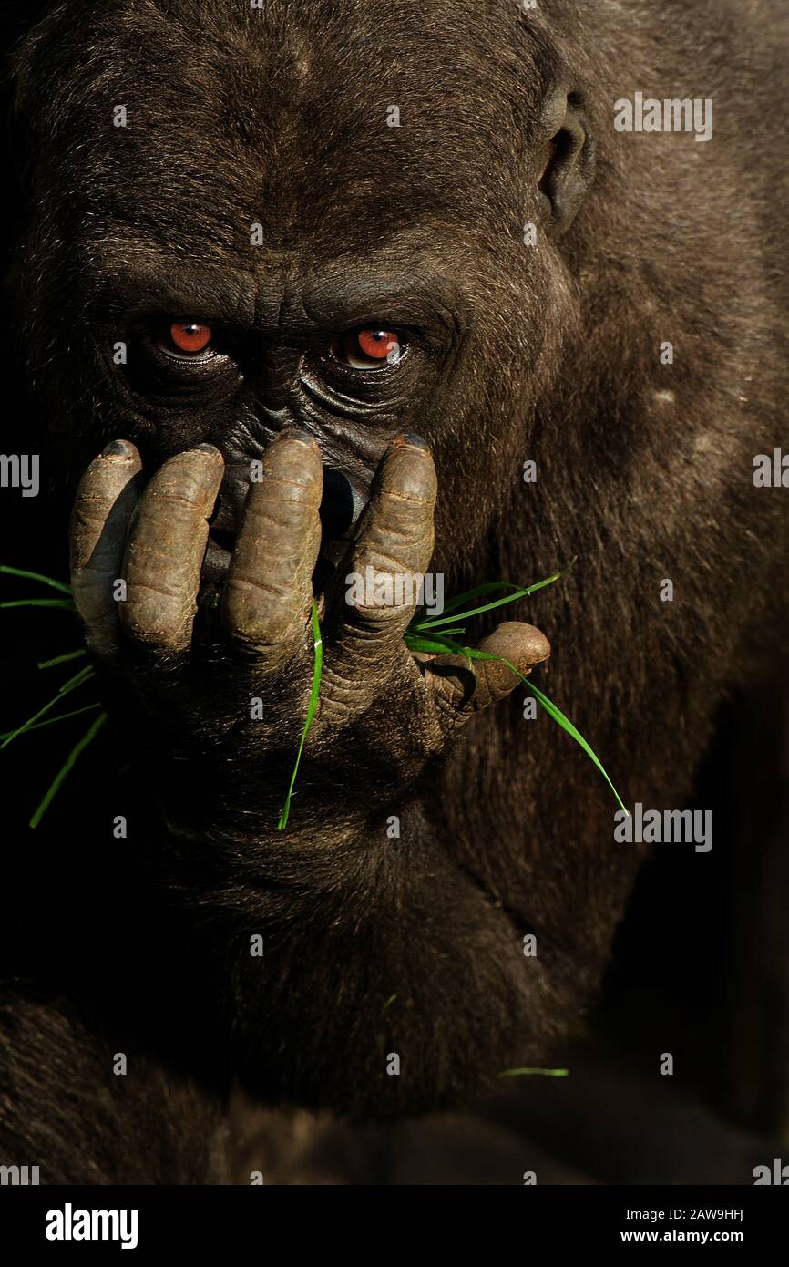 Gorilla portrait Stock Photo