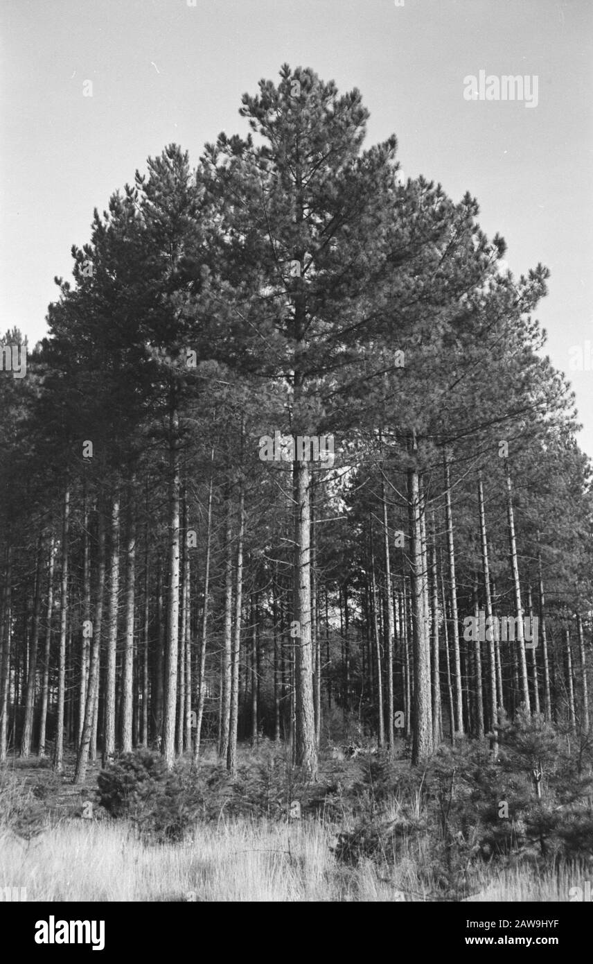 pinussoorten clean horst, Pinus nigra var austriaca Date: undated Location: Wells Keywords: pinussoorten Person Name: Pinus nigra var austriaca clean horst Stock Photo