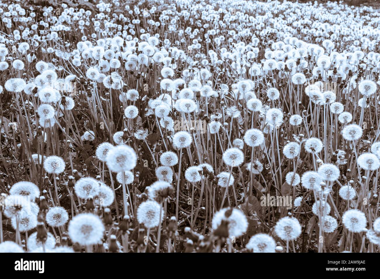 Surprisingly large number of dandelions in a field on Japonski Island near downtown Sitka, Alaska, USA. Stock Photo