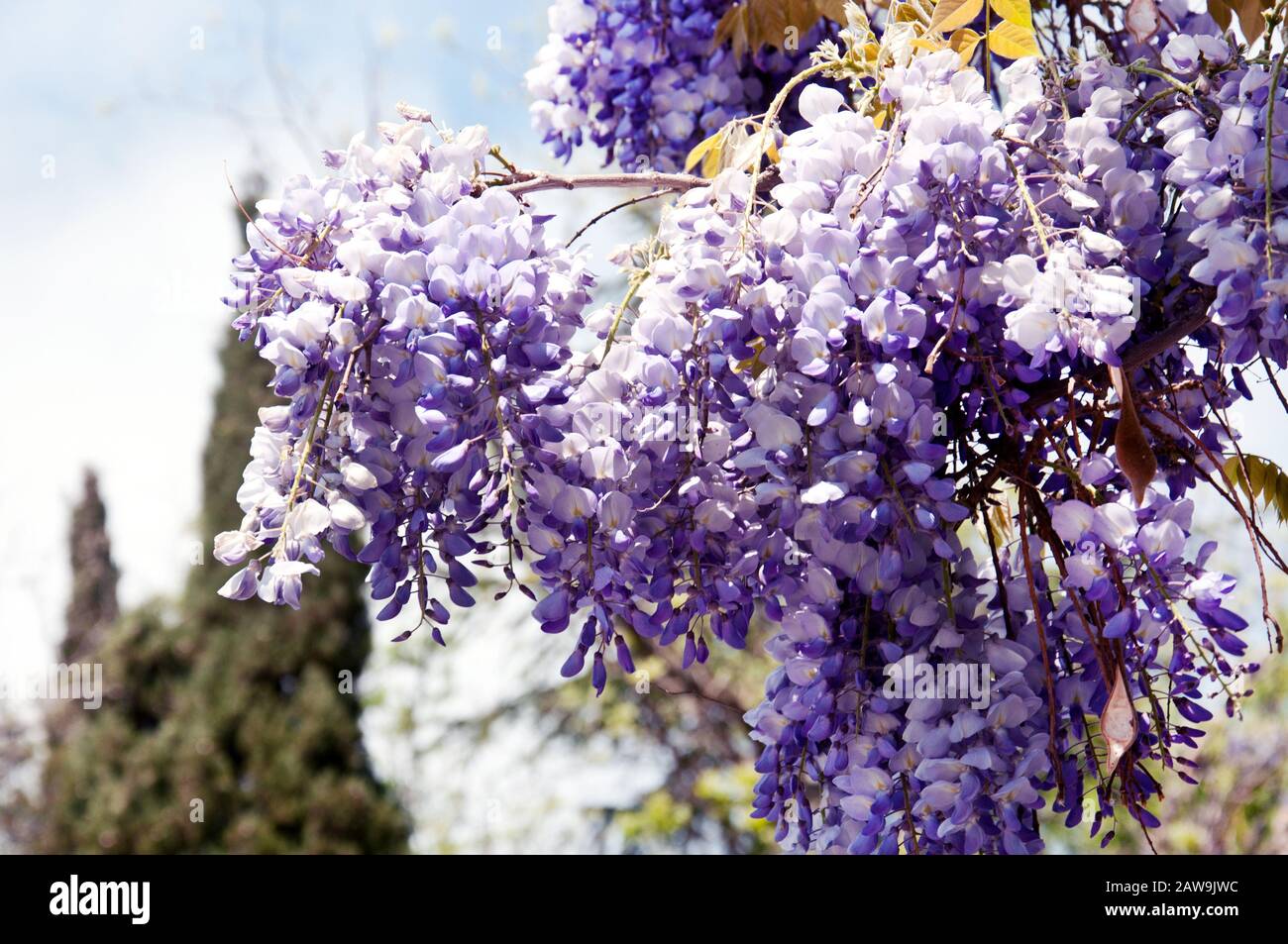 Lush flowering wisteria in the spring garden. Purple wisteria flowers in green leaves. Stock Photo