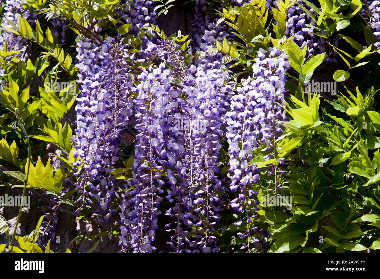 Lush flowering wisteria in the spring garden. Purple wisteria flowers in green leaves. Stock Photo