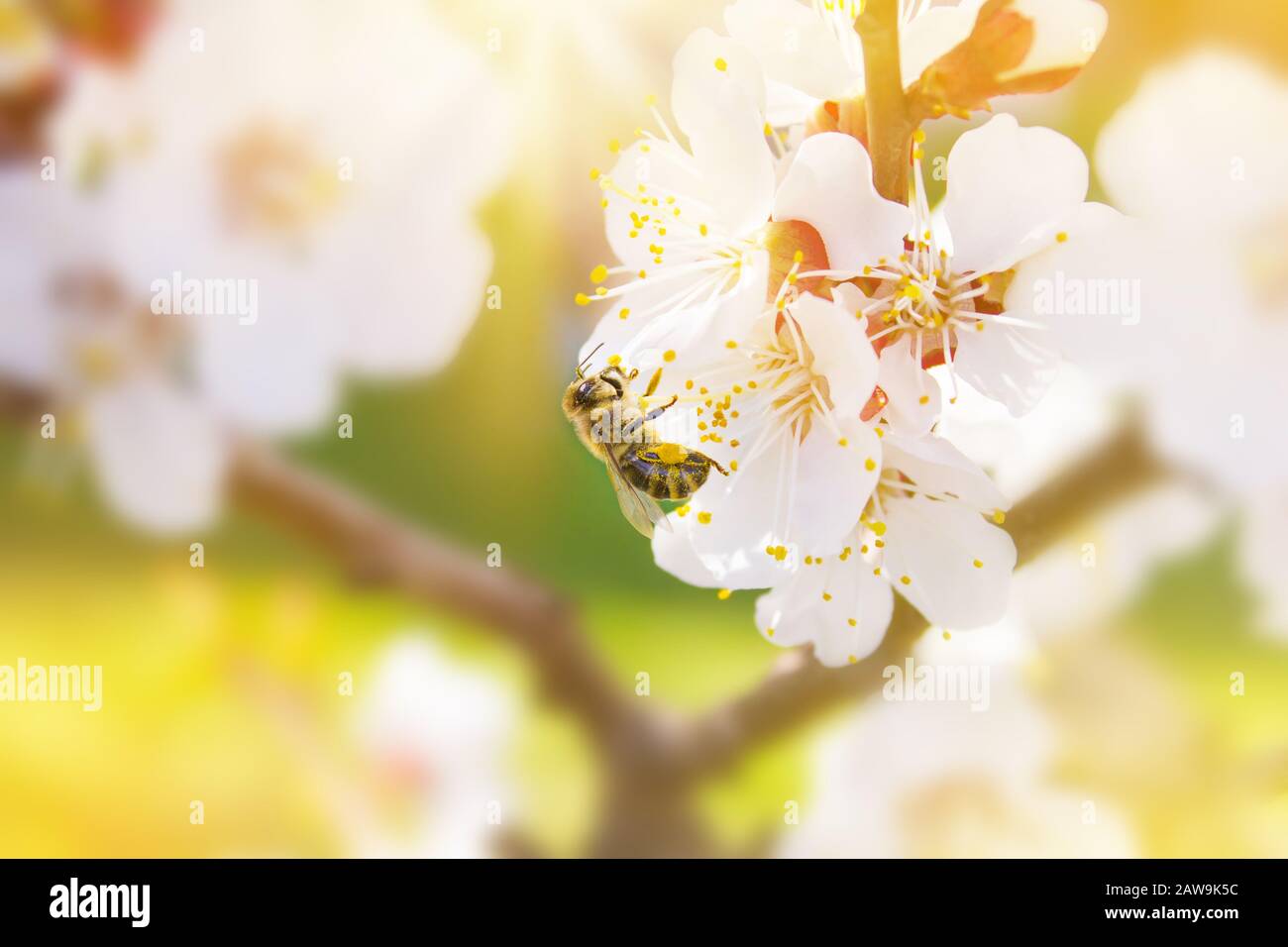 Spring. Bee collects nectar (pollen) from the white flowers of a flowering cherry on a blurred background of nature. Lights of a sun. Blurred space f Stock Photo