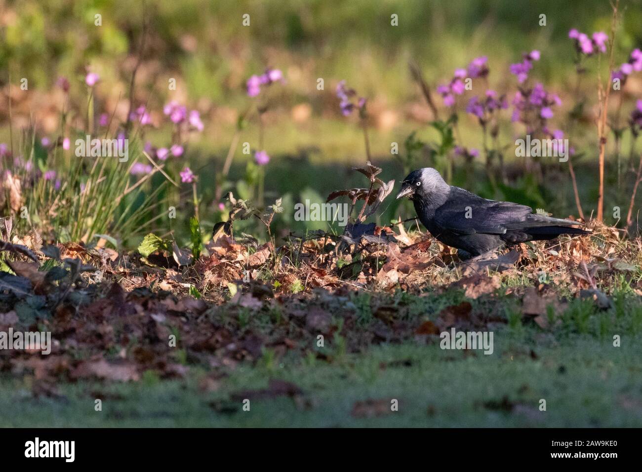 An inquisitive jackdaw searching for food among the leaves with vibrant pink flowers in the background Stock Photo