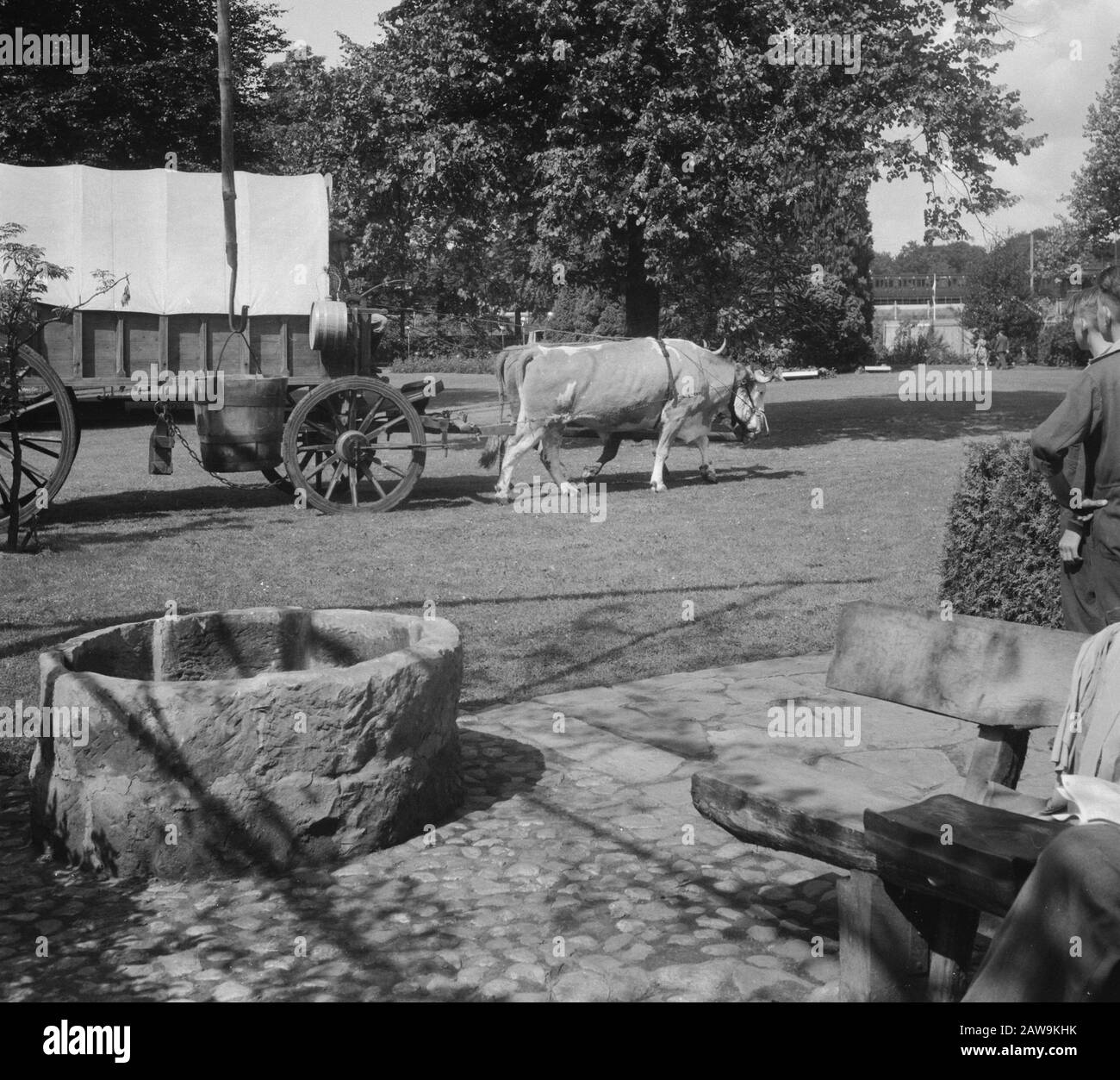 Shooting FF exhibition in Enschede. Transvaal a farmer with a wagon pulled by oxen Date: August 23, 1951 Location: Enschede, Overijssel Keywords: exhibitions vehicles Stock Photo