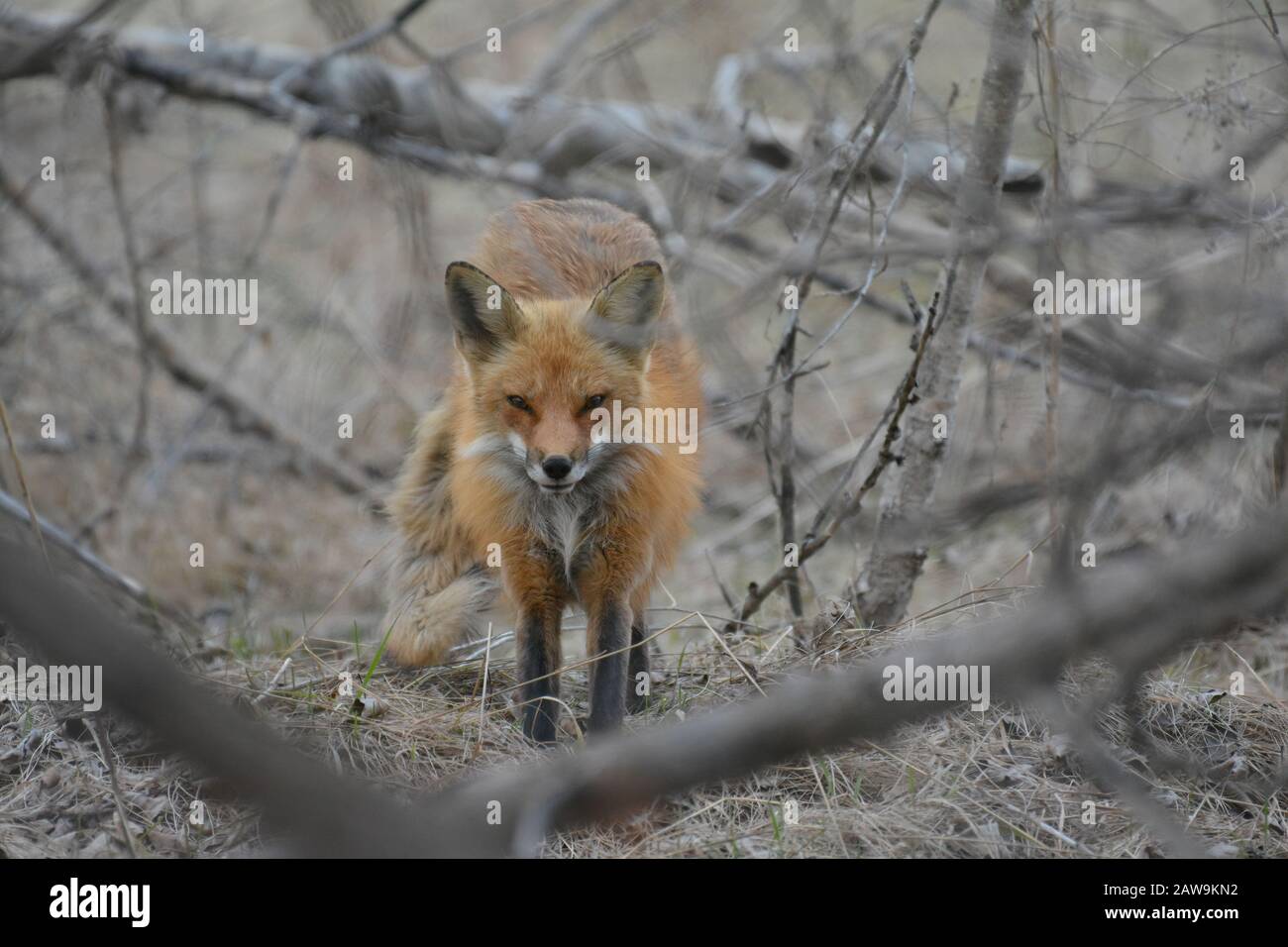 Female Red Fox Stretching Stock Photo