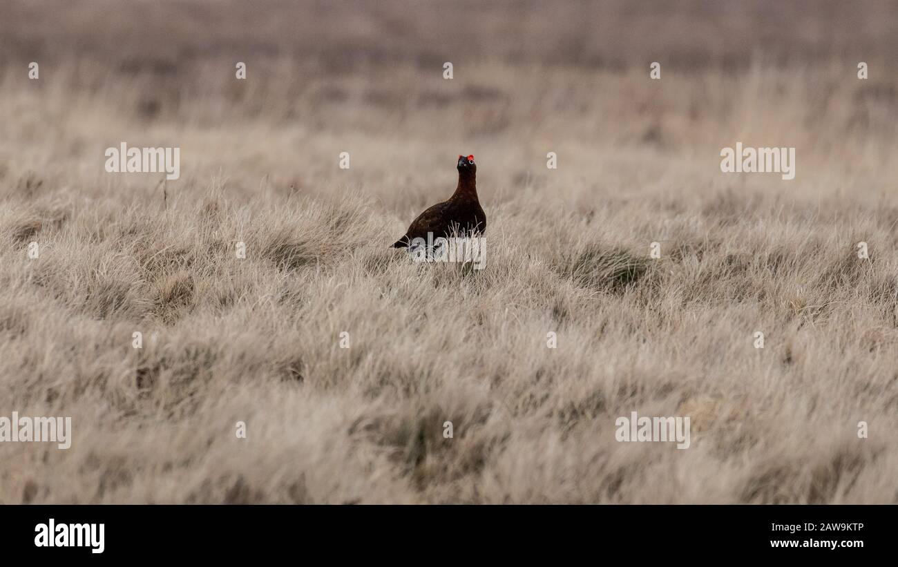 A red grouse cautiously crossing an area of open heathland Stock Photo