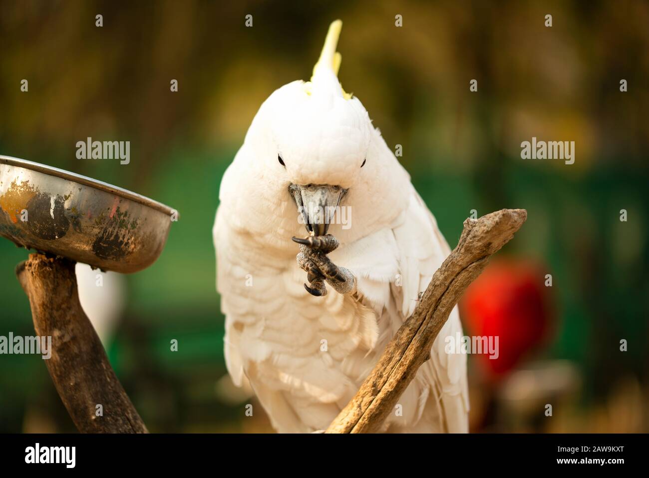 Yellow Crested Cockatoo parrot holding and eating a nut Stock Photo