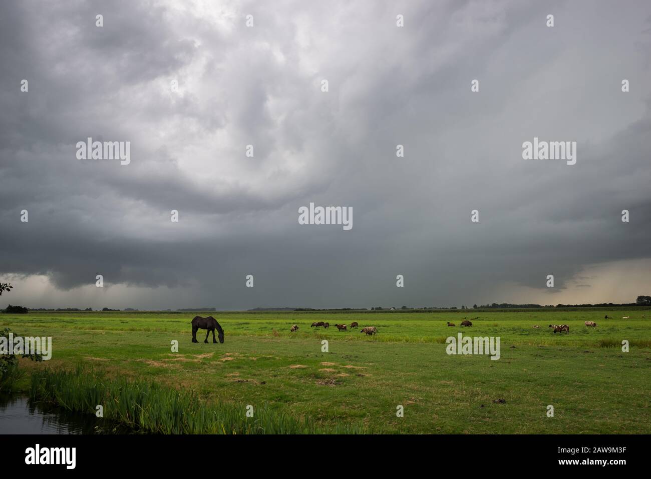 Beautiful landscape image of polder Alblasserwaard, Netherlands at the approach  of a strong thunderstorm with grazing horse in the foreground. Stock Photo