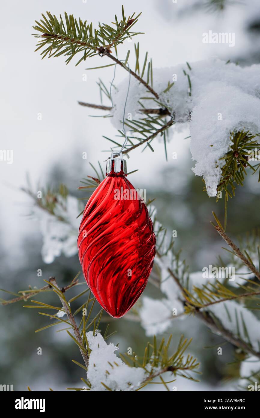 Shiny red Christmas ornament hangs on the snow covered branch of a fir tree in forest Stock Photo