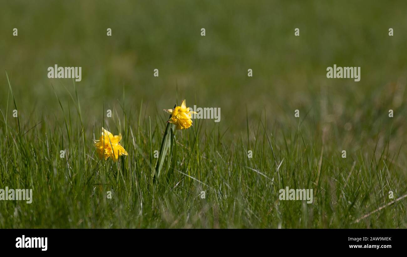 Two bright yellow daffodil flowers in a lush green meadow Stock Photo