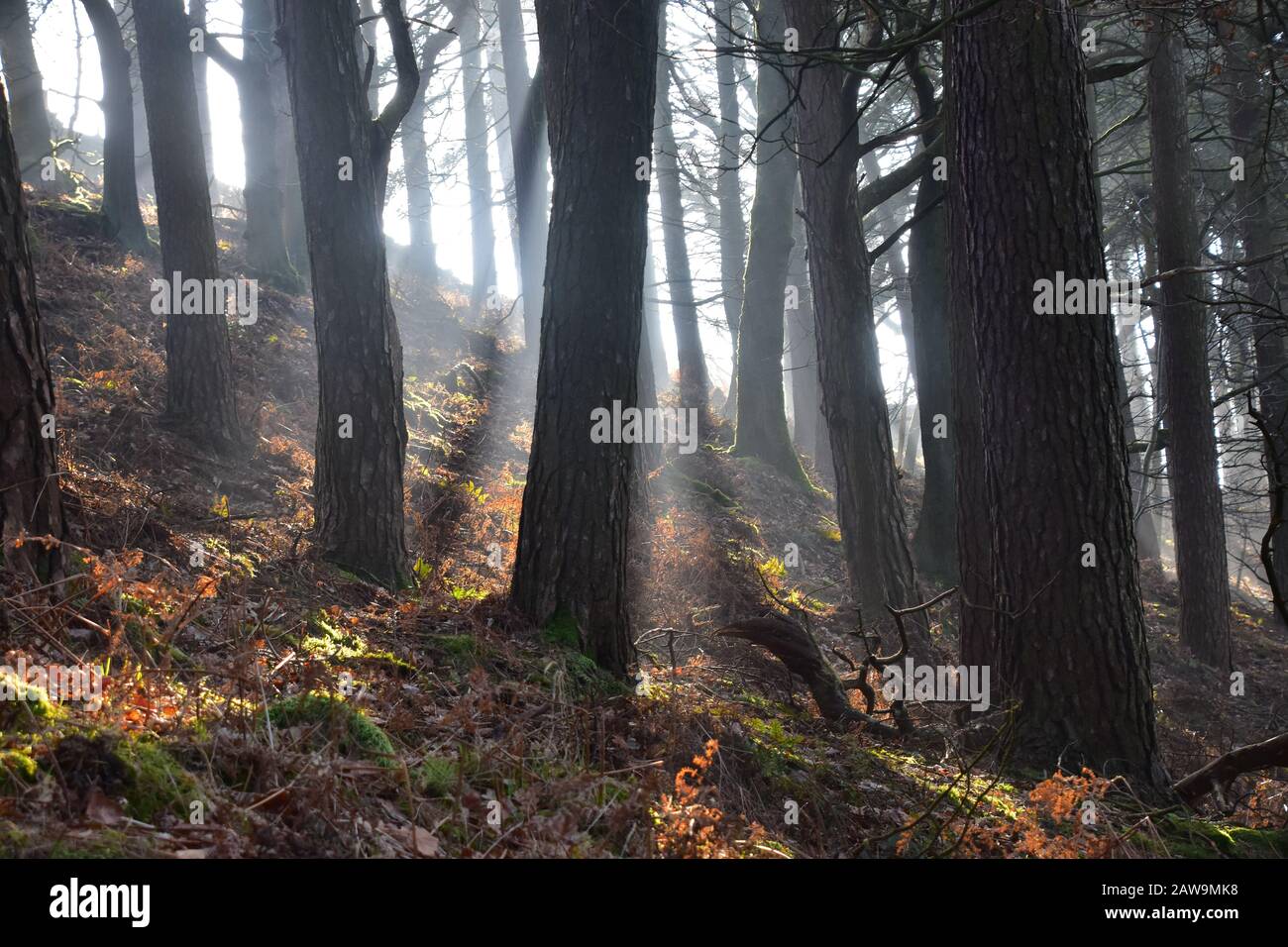 Fairy Tale Woods, Enchanted Forest, Trees in sunlight, Hardcastle Crags, Hebden Bridge, Pennines, West Yorkshire Stock Photo