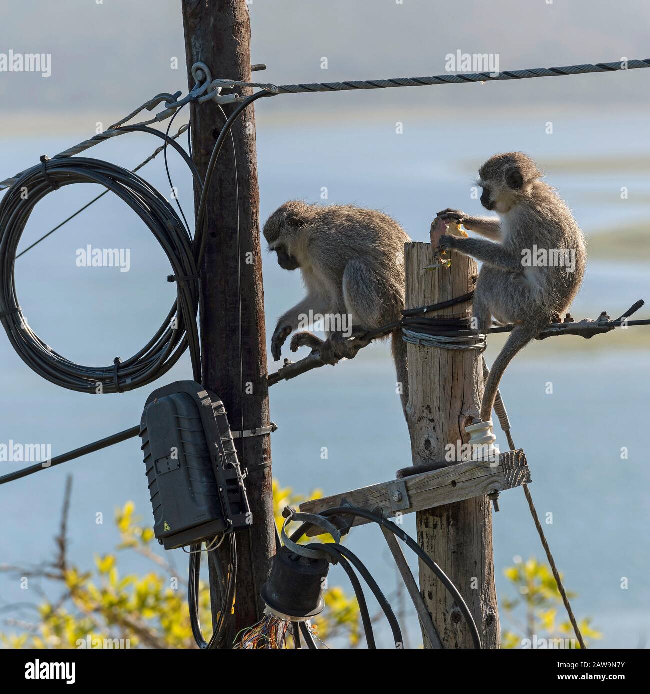 Hermanus, Western Cape, South Africa. Dec 2019.  Two Vervet monkeys eating  and playing near an electricity junction box on a telegraph pole on top of Stock Photo