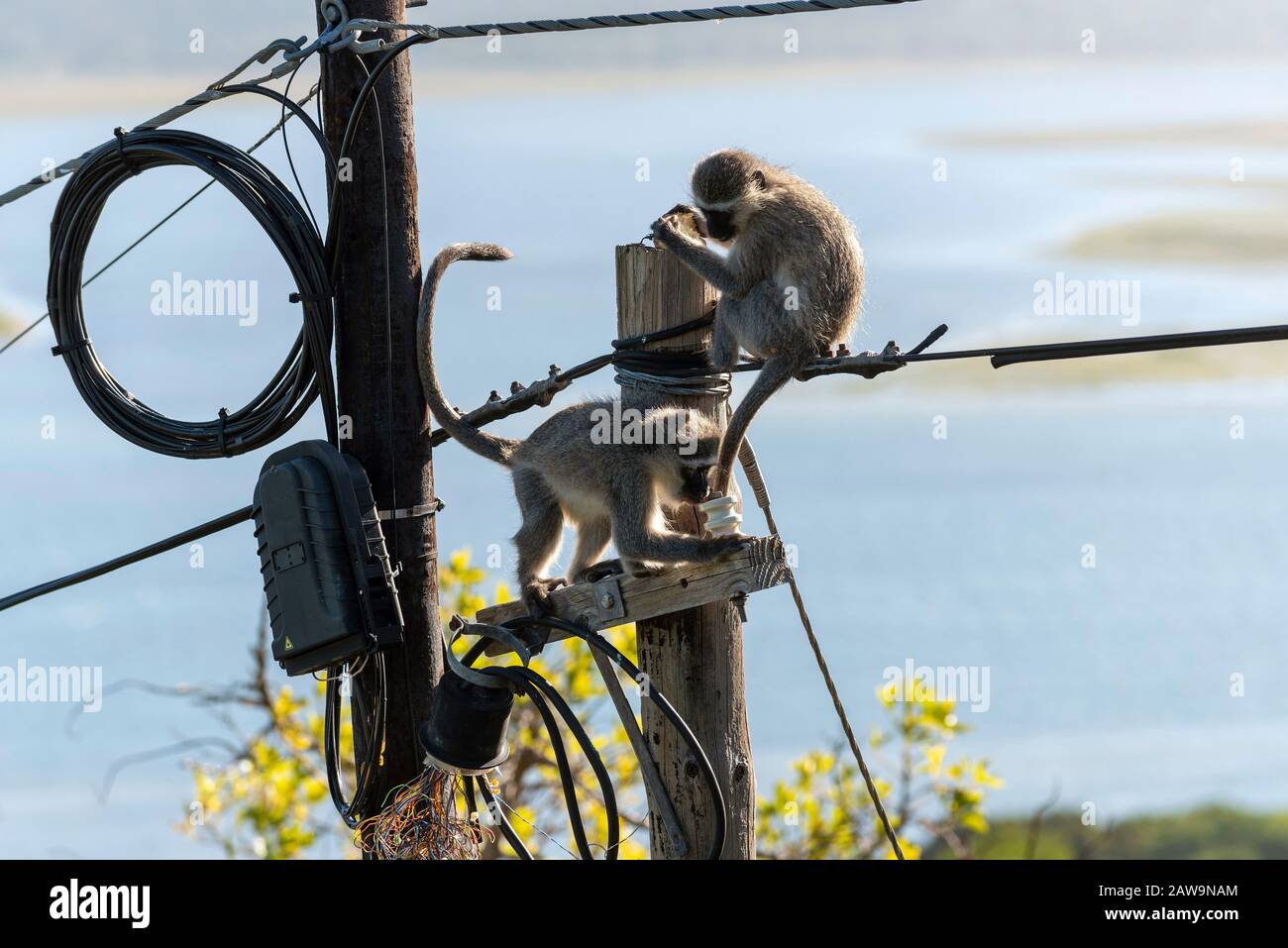 Hermanus, Western Cape, South Africa. Dec 2019.  Two Vervet monkeys eating  and playing near an electricity junction box on a telegraph pole on top of Stock Photo