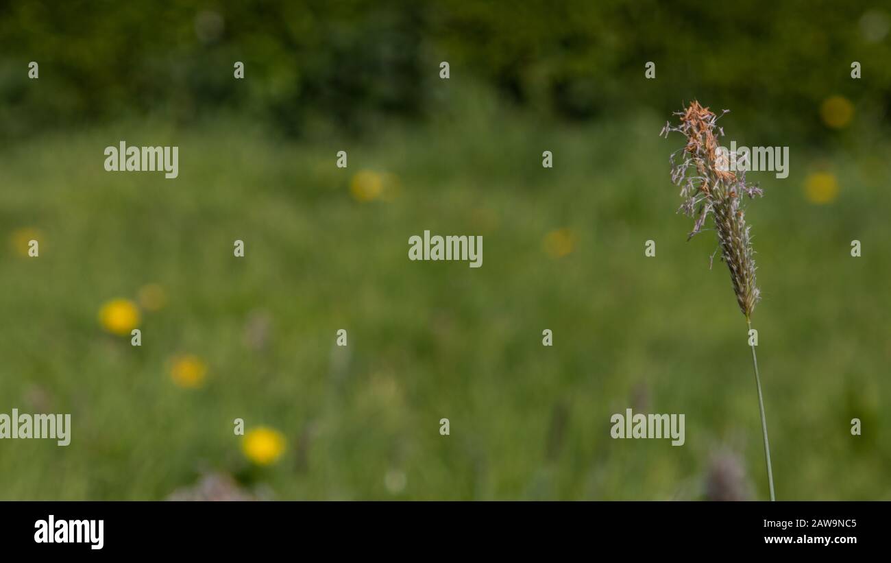 A flower head and seeds against a soft focus wildflower meadow background Stock Photo