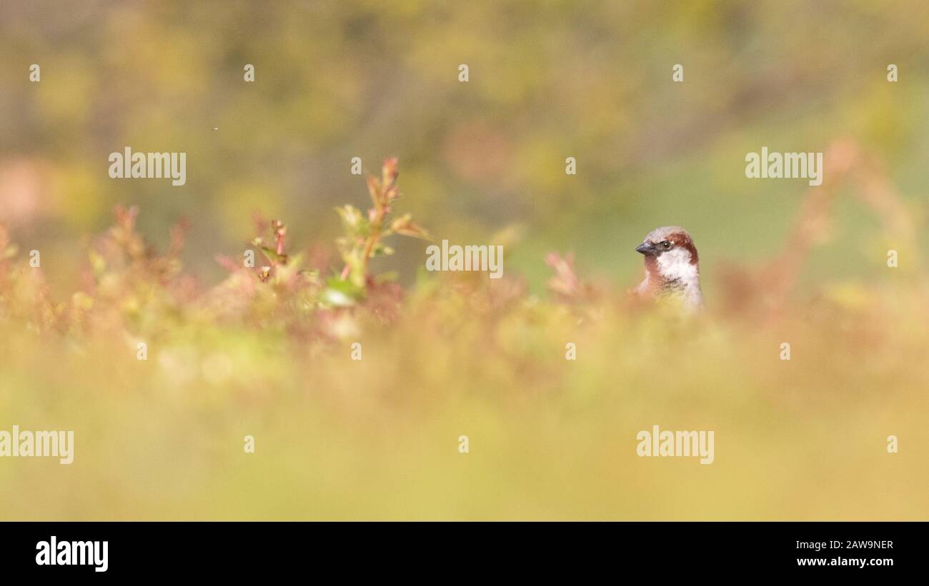 A male house sparrow peeking cautiously from the top of a soft focus hawthorn hedgerow Stock Photo