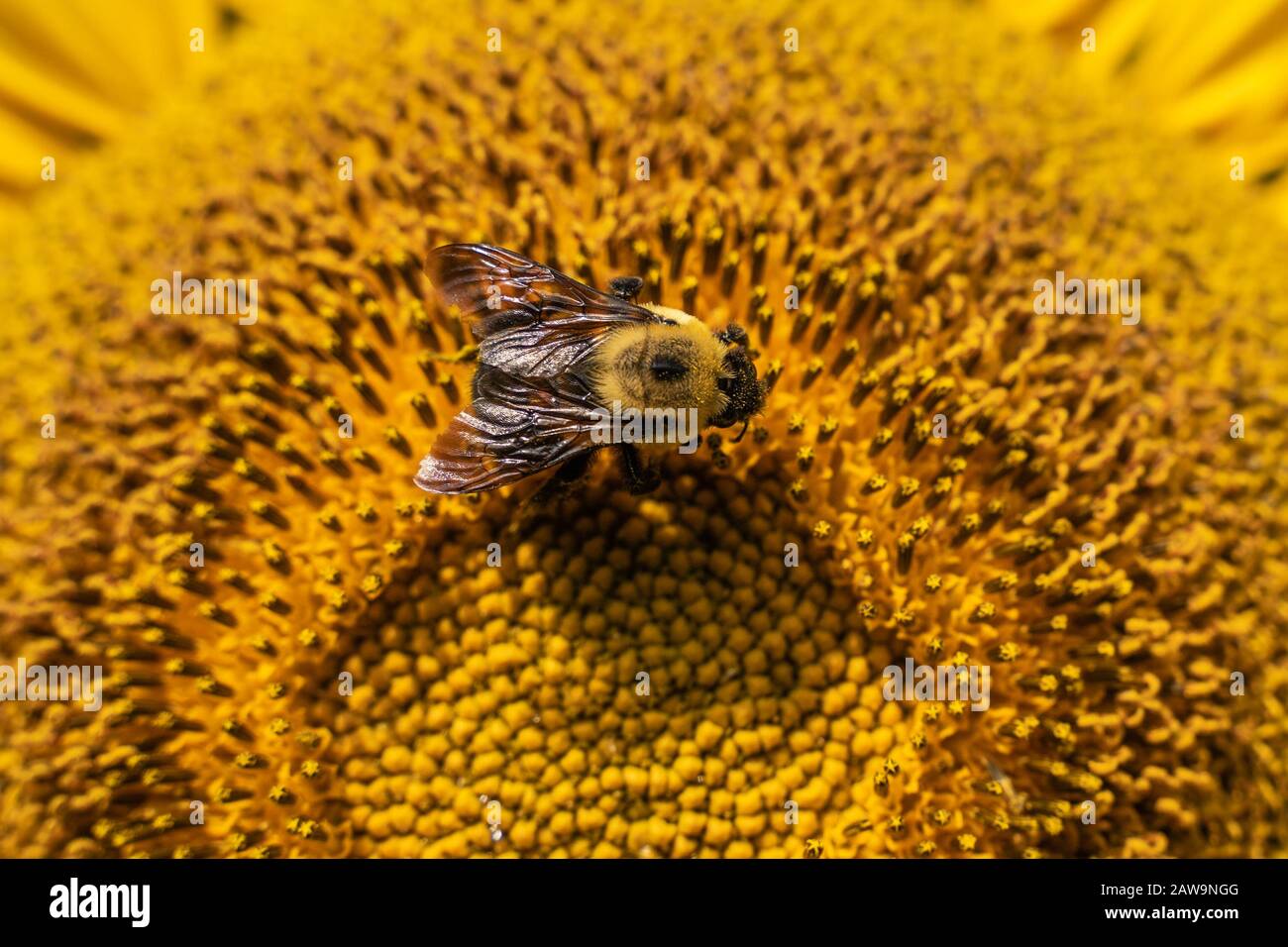 Bumblebees (bombus) are important pollinators. Recent research indicates that bumblebees are far less common and are facing extinction due to climate Stock Photo