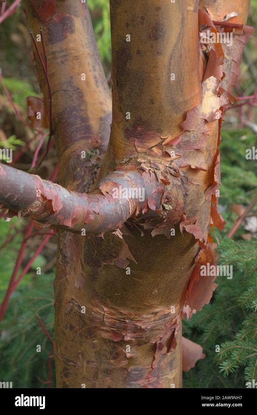 Paper Bark Maple Tree Close Up Stock Photo