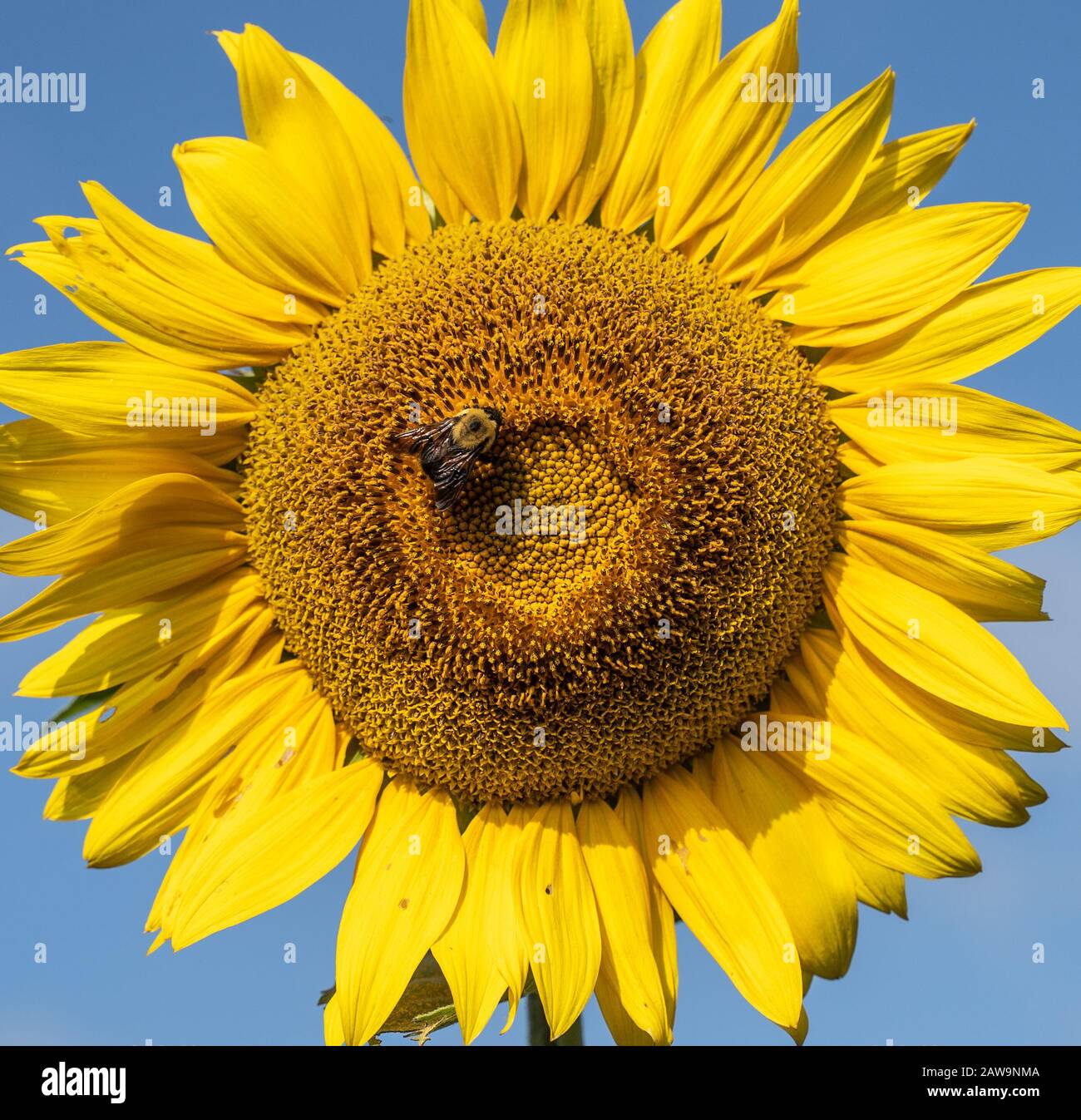 Bumblebees (bombus) are important pollinators. Recent research indicates that bumblebees are far less common and are facing extinction due to climate Stock Photo