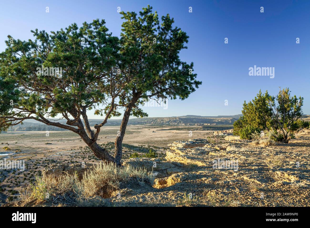 Desert landscape and trees, Acoma Pueblo, New Mexico USA Stock Photo