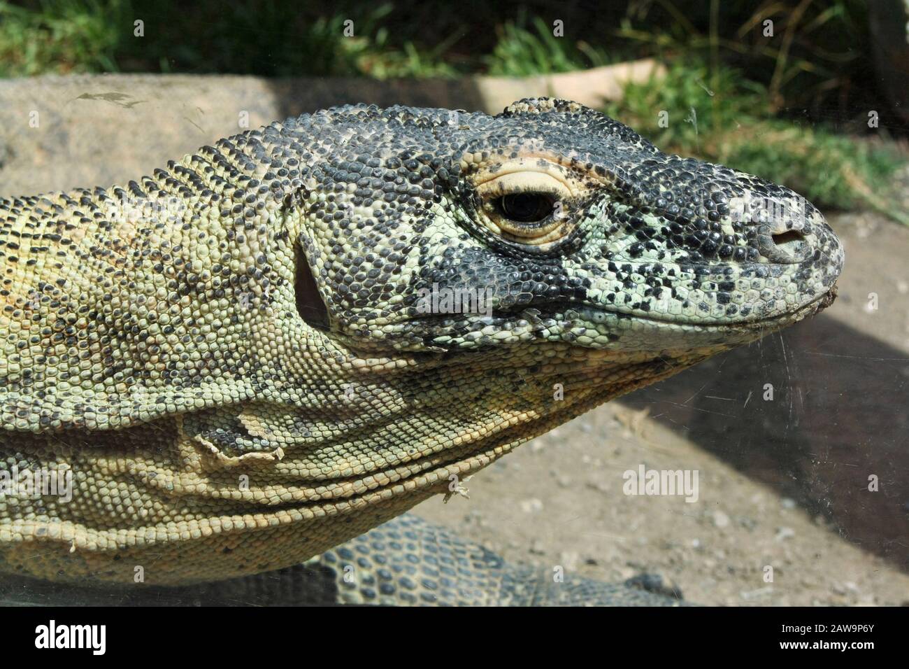 Komodowaran Stock Photo