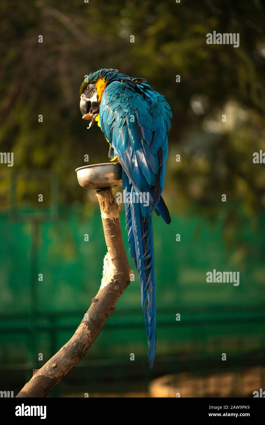 The blue and yellow macaw, Blue and gold macaw eating nuts in the zoo
