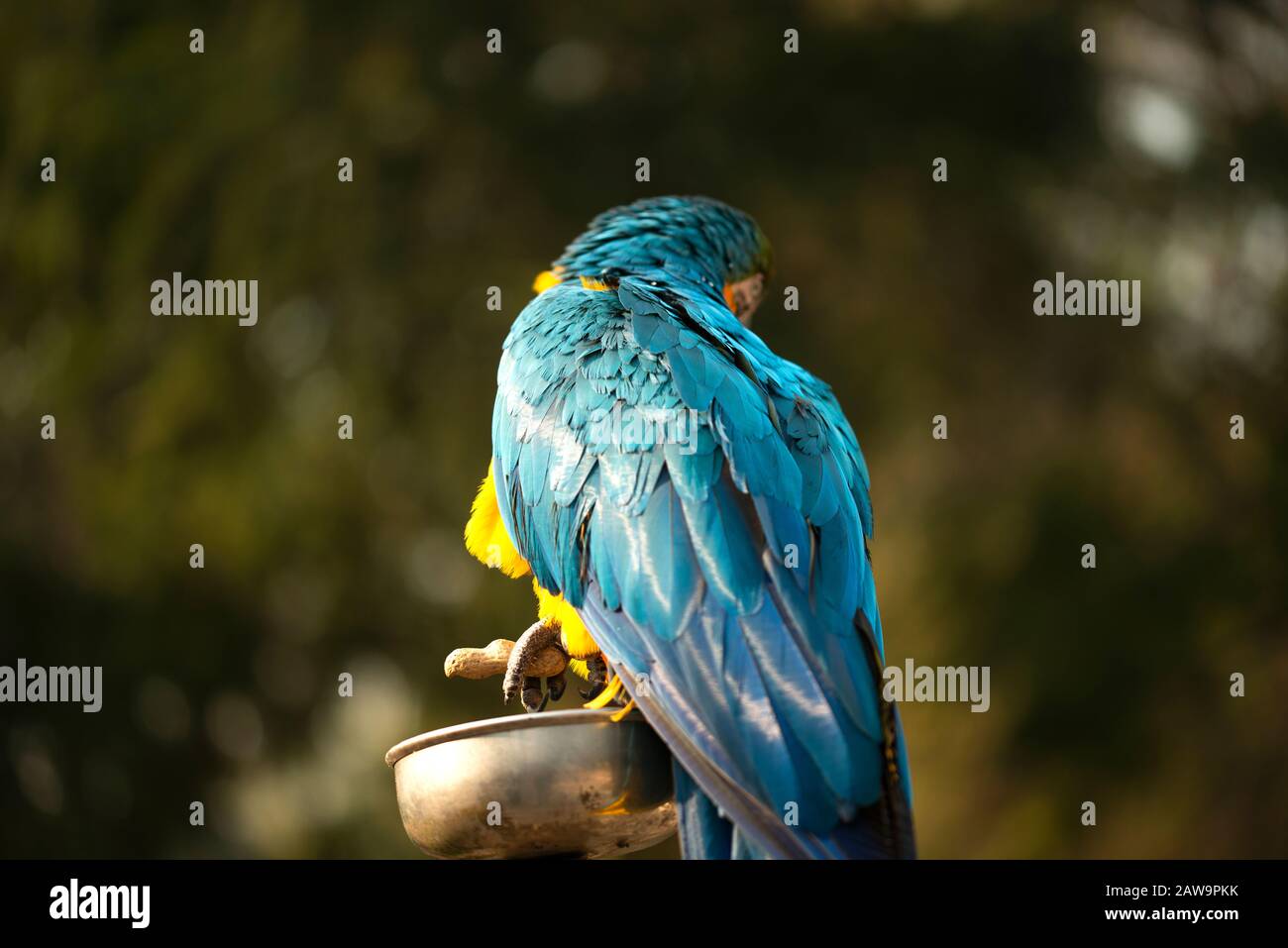 The blue and yellow macaw, Blue and gold macaw eating nuts in the zoo