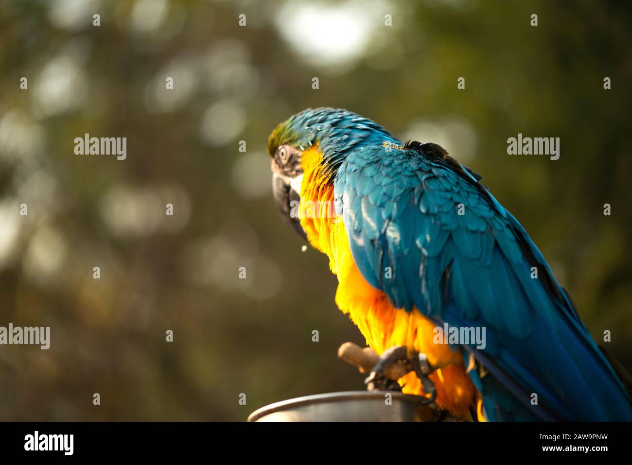 The blue and yellow macaw, Blue and gold macaw eating nuts in the zoo, It is a member of the