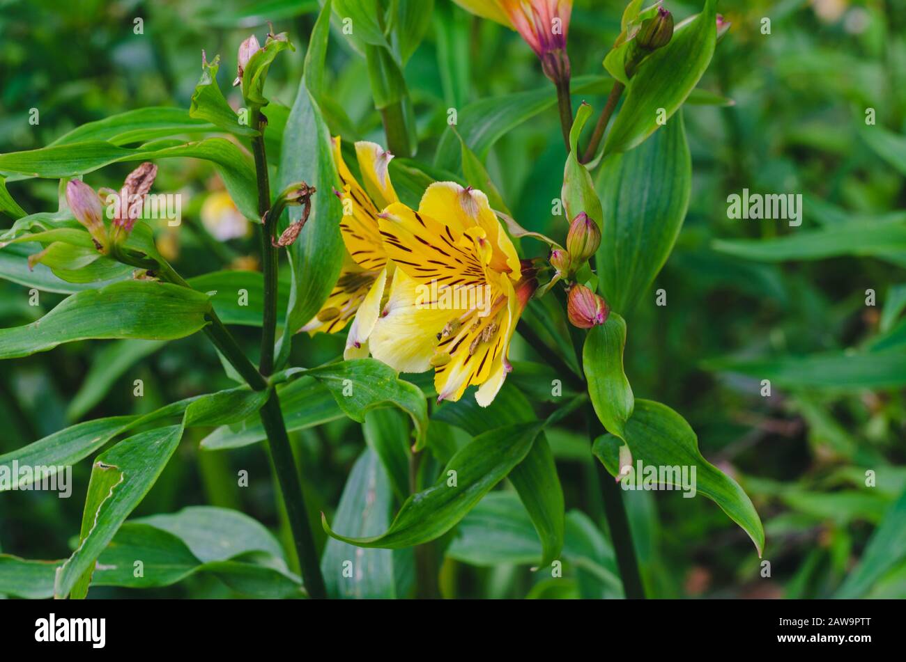 Peruvian lily in natural environment with flowers. Concept of nature. Stock Photo