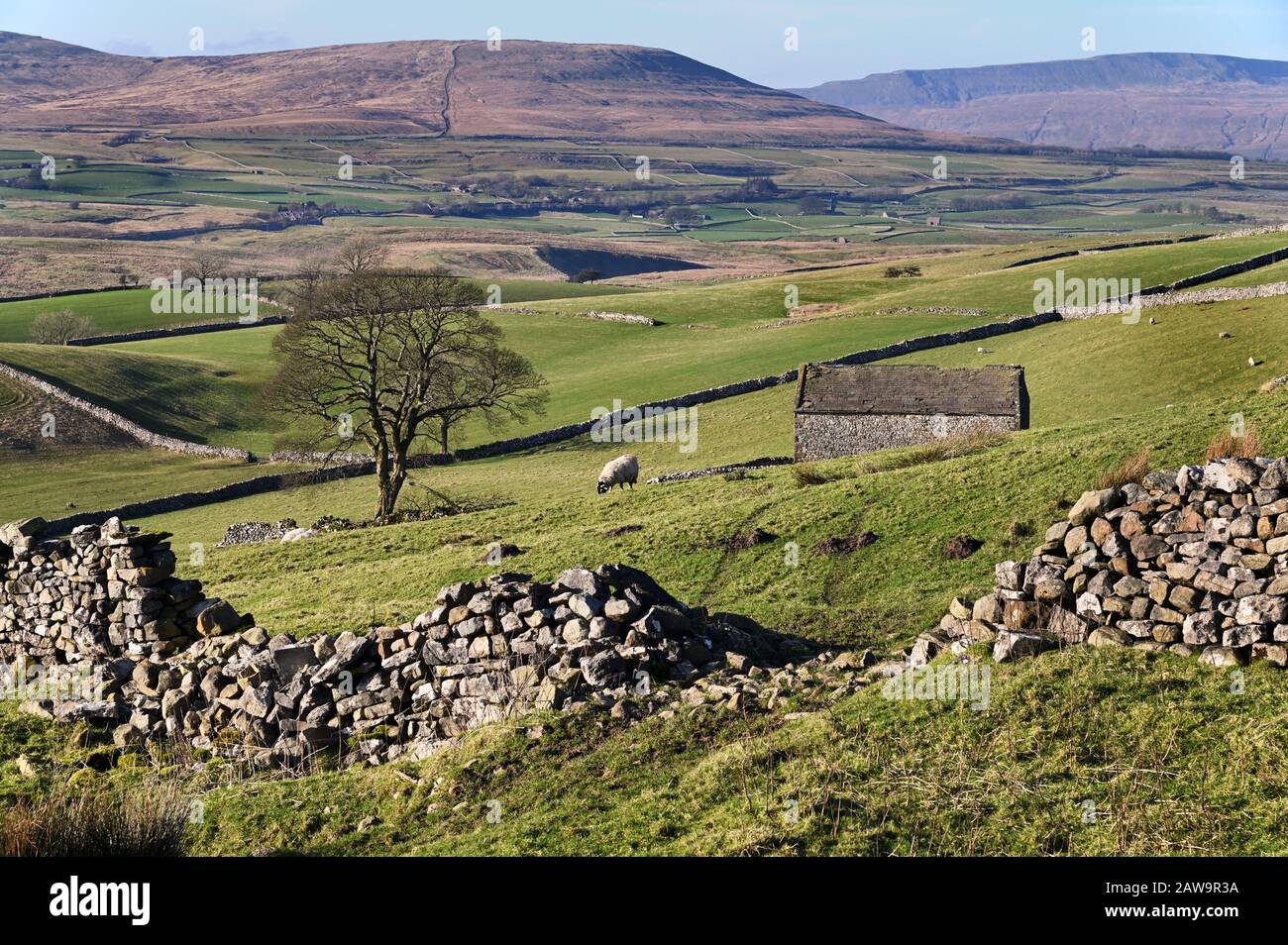 Ribblesdale seen from the Pennine Way near Horton-in-Ribblesdale, Yorkshire Dales National Park. Central are a Swaledale sheep and a traditional barn. Stock Photo