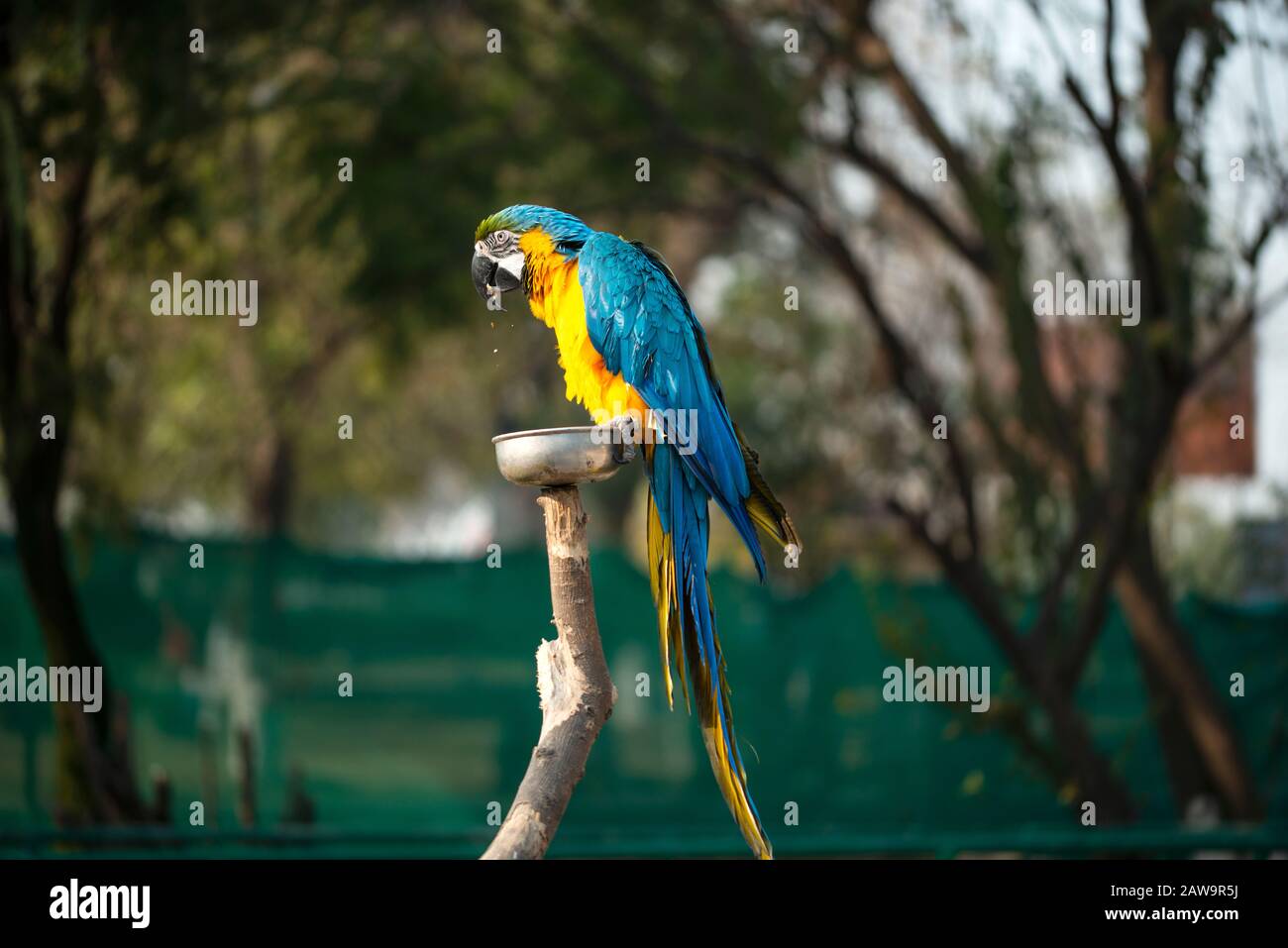 The blue and yellow macaw, Blue and gold macaw eating nuts in the zoo, It is a member of the large group of Neotropical parrots Stock Photo