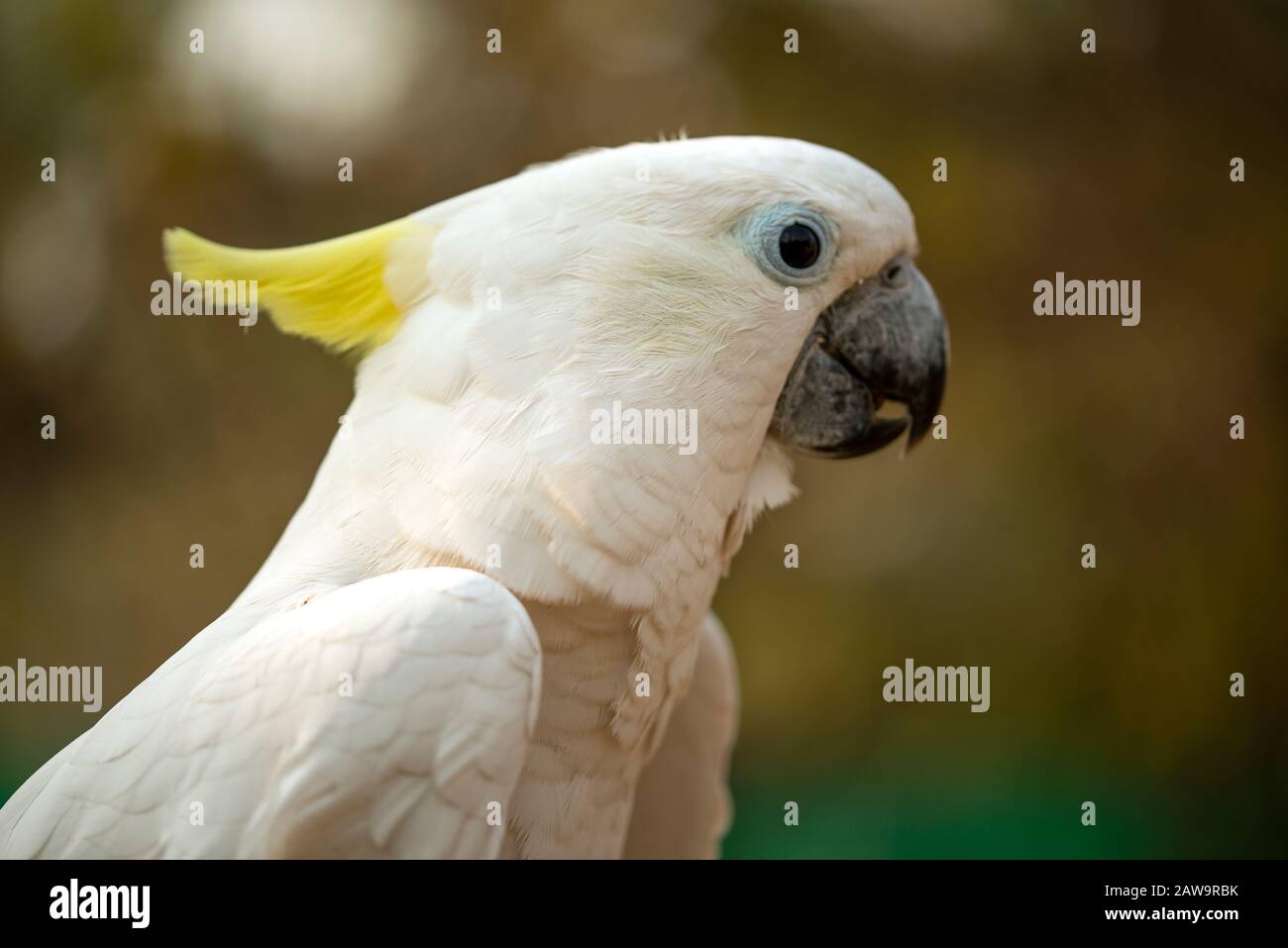 Portrait of cockatoo parrot, Yellow-crested cockatoo white parrot head close-up Stock Photo