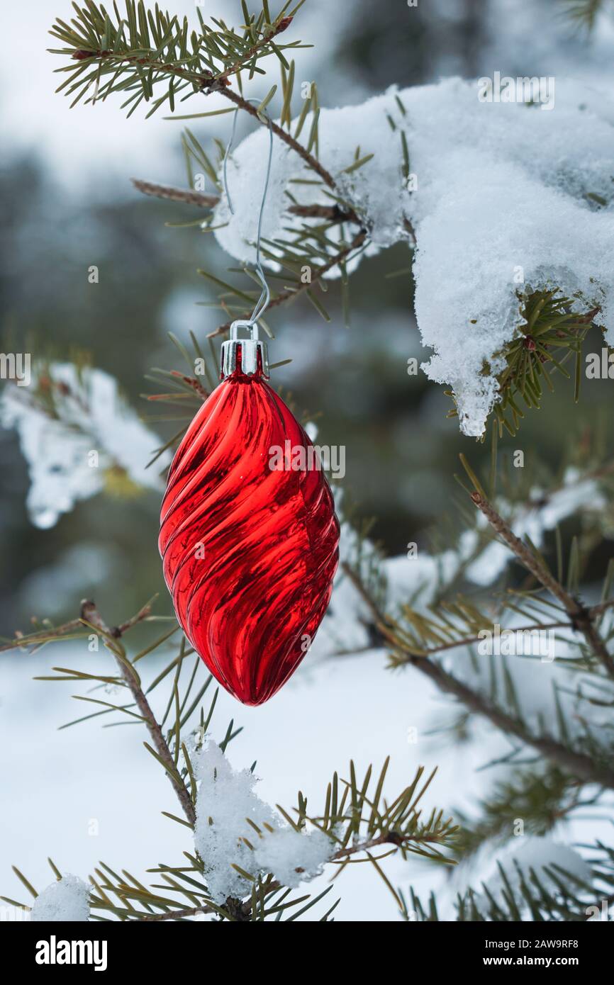 Shiny red Christmas ornament hangs on the snow covered branch of a fir tree in forest Stock Photo